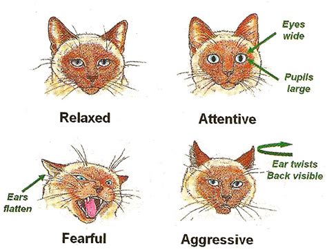 The Fascinating Science of Whisker Map: How Cats Perceive the World